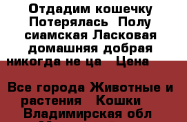 Отдадим кошечку.Потерялась. Полу сиамская.Ласковая,домашняя,добрая,никогда не ца › Цена ­ 1 - Все города Животные и растения » Кошки   . Владимирская обл.,Муромский р-н